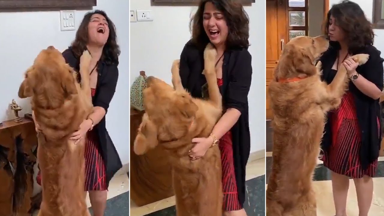 From Shelter to Stardom: How One Oversized Cat Won Everyone’s Heart